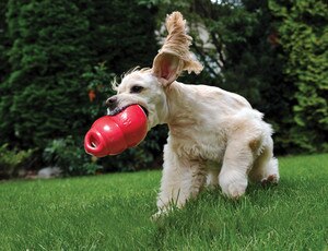 Dog playing with red kong bounzer